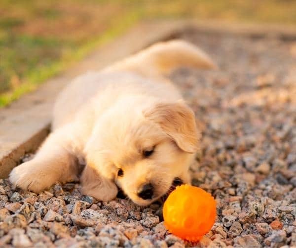 Where to Find Golden Retriever Puppies for Sale Near You: A Comprehensive Search