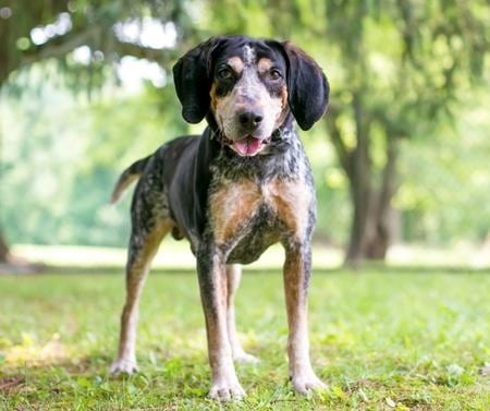 Blue Tick Coonhound: The Perfect Breed for Hunting Enthusiasts