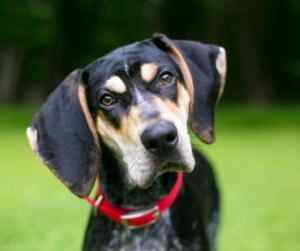 Blue tick coonhound: the perfect breed for hunting enthusiasts