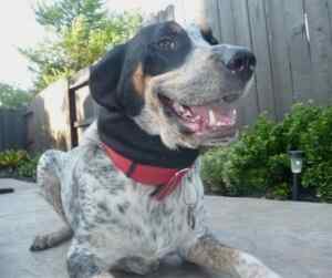 Blue tick coonhound: the perfect breed for hunting enthusiasts