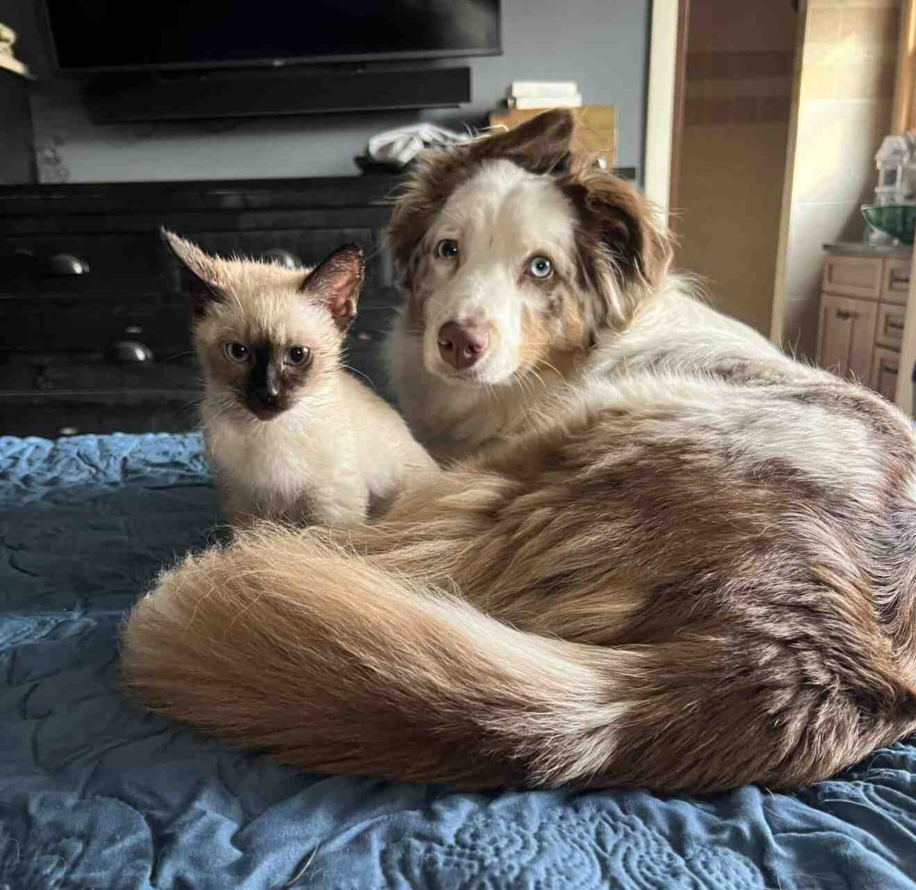 Photo of Stella the miniature Australian Shepherd for adoption in Michigan, cuddled up with her best friend a Siamese kitten