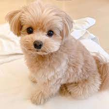 Cute Pomapoo dog