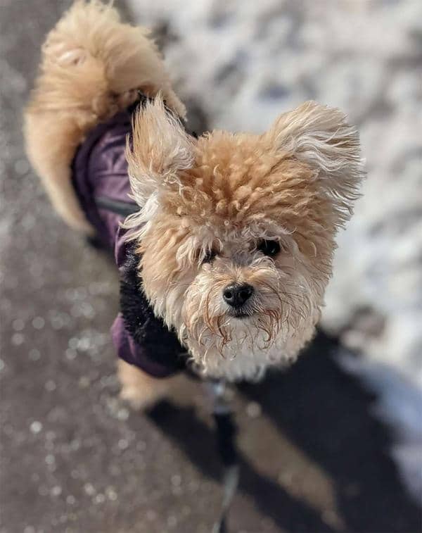 Photo of a cute Pomapoo dog wearing a coat