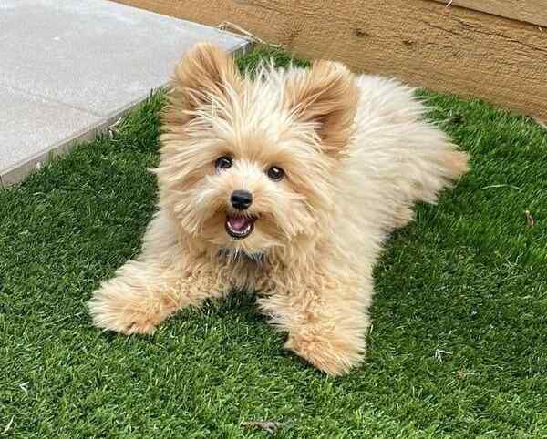 Adorable pomapoo dog sitting on the grass