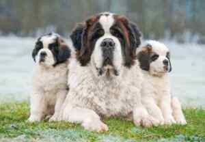 A st bernard dog with 2 puppies