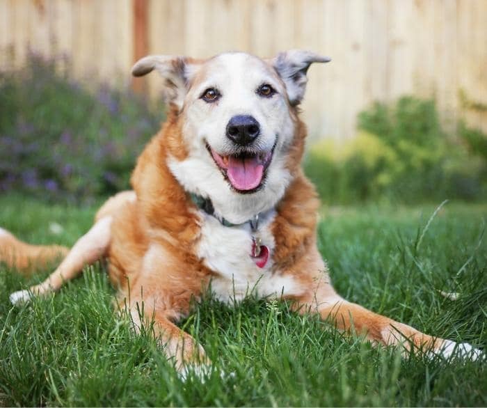 Adorable senior dog with a big smile on his cute whitened face