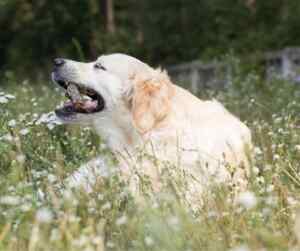 A senior golden retriever is deliriously happy resting in a field full of white flowers