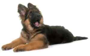 Find german shepherd puppies for sale near you - healthy & socialized!