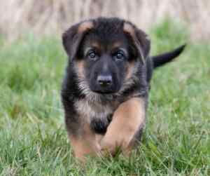Find german shepherd puppies for sale near you - healthy & socialized!