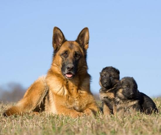 Find German Shepherd Puppies For Sale Near You – Healthy & Socialized!