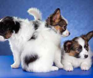 Papillon puppies for sale near you - find your perfect companion