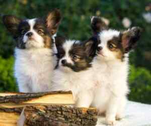 Papillon puppies for sale near you - find your perfect companion