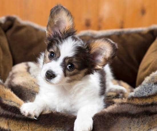 Papillon puppies for sale near you