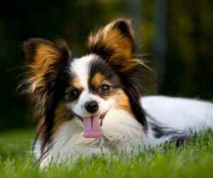 Papillon dogs: small in size, big in personality – everything you need to know
