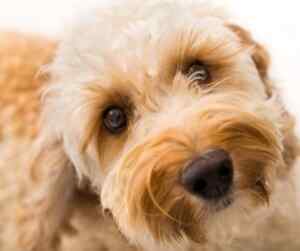 Labradoodles: all about labrador retriever poodle hybrid designer dogs