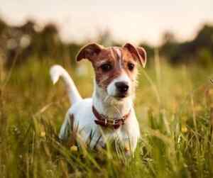 Jack russell terriers: a small dog breed with a big personality
