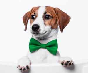 Jack russell terriers: a small dog breed with a big personality