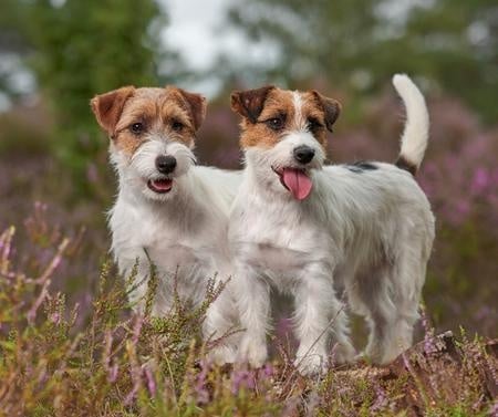 Jack Russell Terriers: A Small Dog Breed with a Big Personality