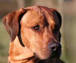 Rhodesian Ridgeback Dogs