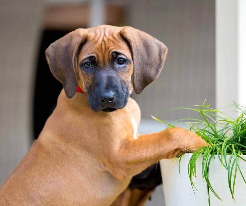 Rhodesian ridgeback puppies for sale – find your perfect puppy
