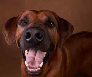 A smiling rhodesian ridgeback dog
