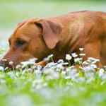 Understanding rhodesian ridgeback health issues: common concerns and care tips