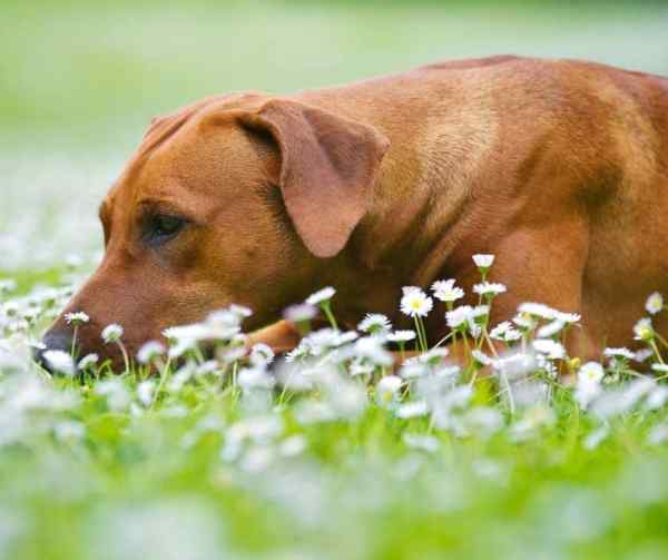Understanding Rhodesian Ridgeback Health Issues Common Concerns And