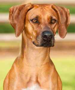 Handsome rhodesian ridgeback dog.