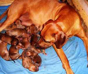 Rhodesian Ridgeback dog with her large litter of newborn puppies
