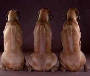 Photo of three rhodesian ridgebacks dogs showing their distinctive ridge