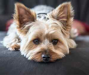 Cute westshire terrier dog