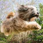 Westshire terrier dog airborne.