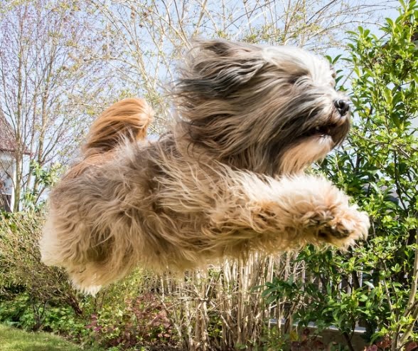 Westshire Terrier dog airborne.