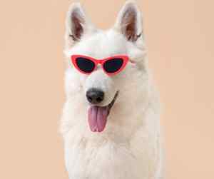 Wait German Shepherd wearing pink sunglasses