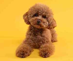 Maltipoo dogs: a complete guide to this adorable hybrid breed