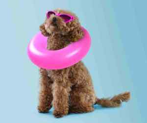 Photo of a cute Maltipoo dog wearing a pink pair of sunglasses and a pool floaty around his neck
