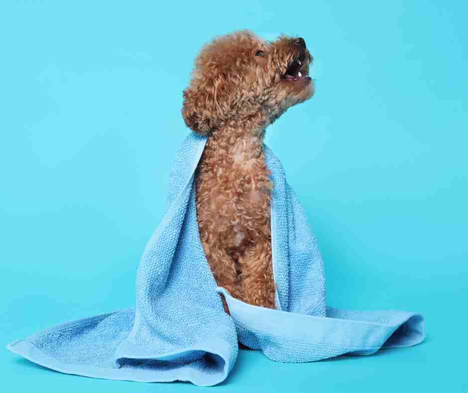 Apricot Maltipoo dog wearing a blue towel after just having had a bath