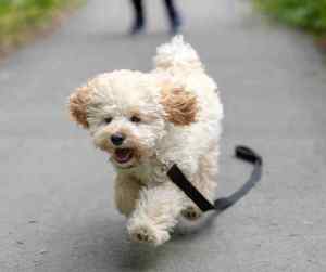 Maltipoo dogs: a complete guide to this adorable hybrid breed