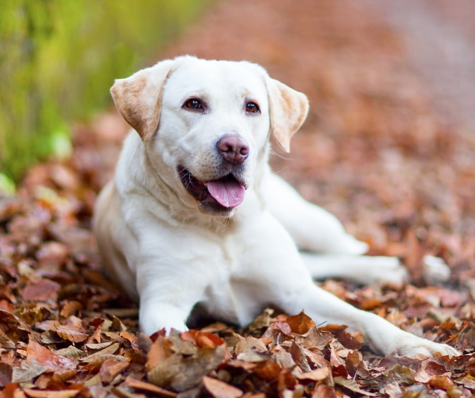 Labrador Retriever the most popular large breed dog