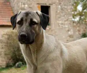 Anatolian shepherds