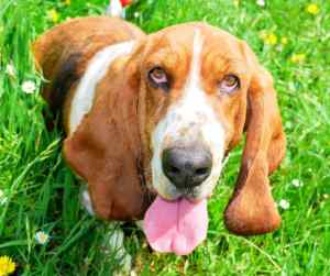 Basset hound dog breed guide - all about basset hounds