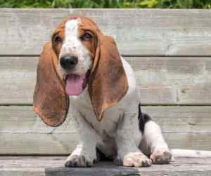 A cute basset hound puppy sits on a wooden bench in a park