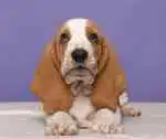 A pretty Basset Hound puppy on a purple background