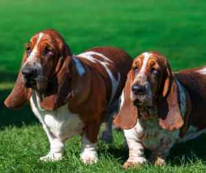 To basset hound dogs on a green lawn