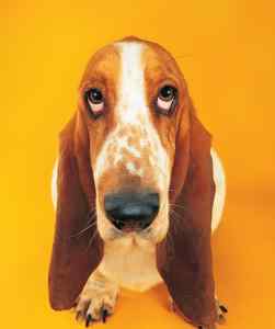 Funny basset hound picture a young dog with a funny face show expression with yellow background