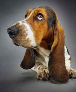 Cute close up picture of a basset hound dog