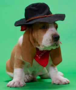 Photo of a basset ho7nd wearing a red hat