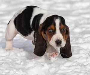 Basset hound puppy in the snow