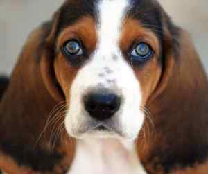 Basset hound face