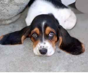 Cute basset hound puppy with his ears flopped out on the floor